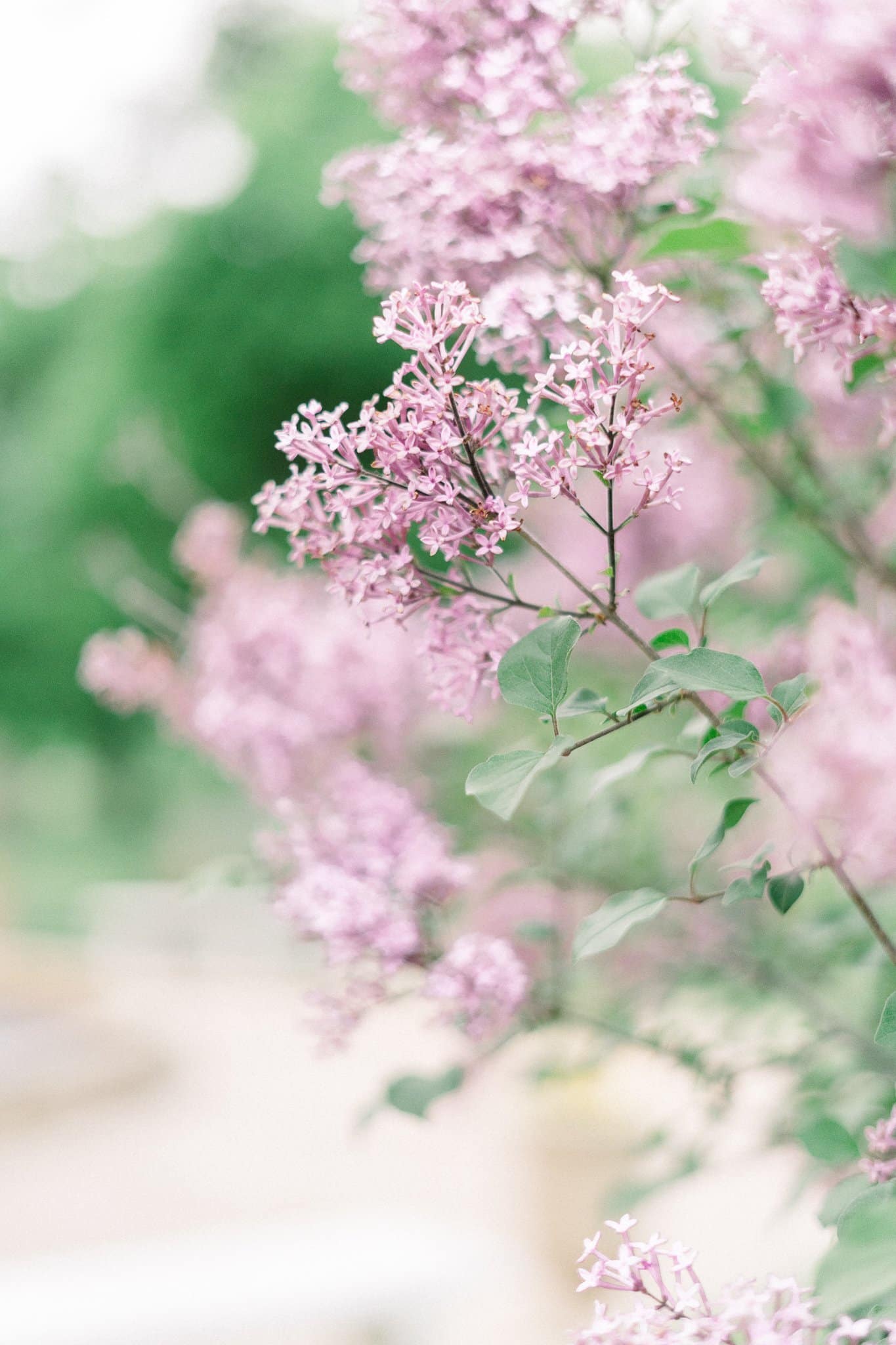 Dharma Jenna Lyndale Rose Garden Engagement Minneapolis Minnesota Wedding Photographer Luxury Wedding Photography 2021 Rachel Elle Photography 77